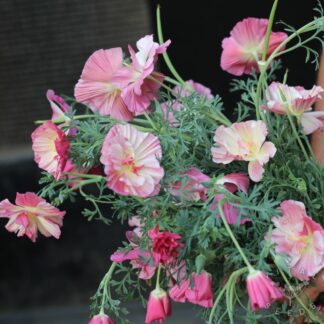 Appleblossom Chiffon California poppy