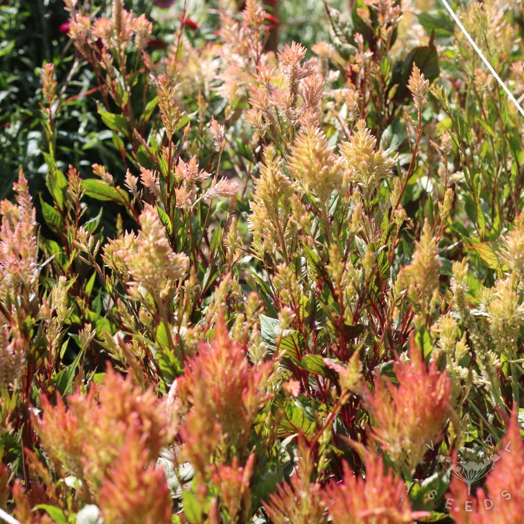 Vintage Rose Celosia