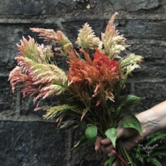 Vintage Rose Celosia