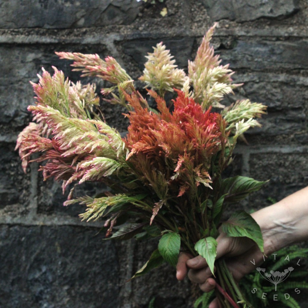 Vintage Rose Celosia