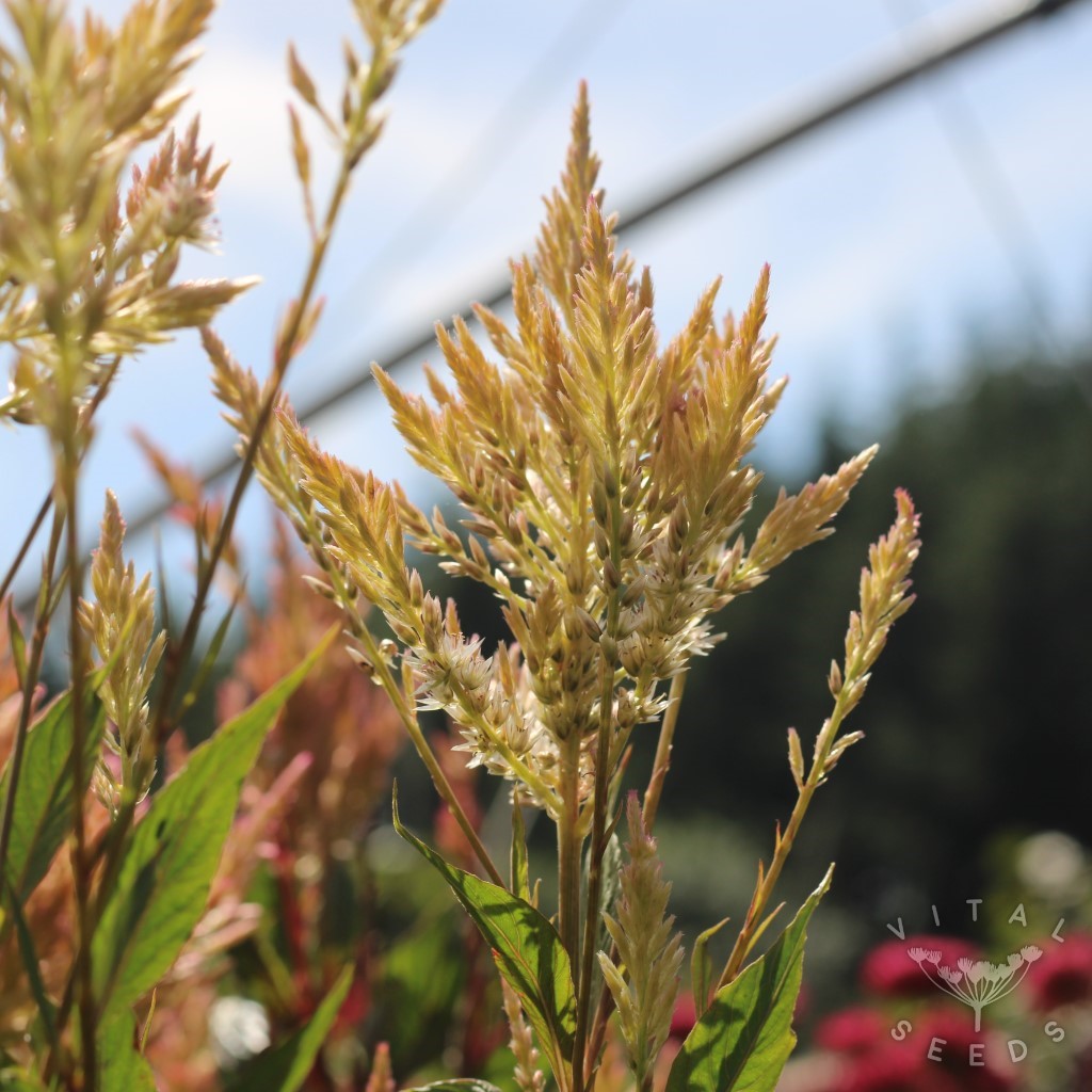 Vintage Rose Celosia