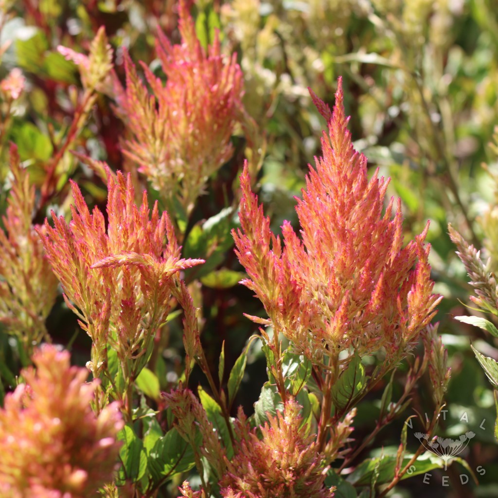 Vintage Rose Celosia