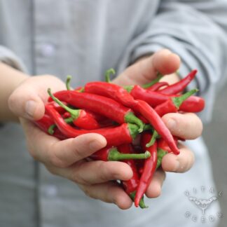 Ring of Fire Chilli