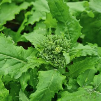 Cima di Rapa