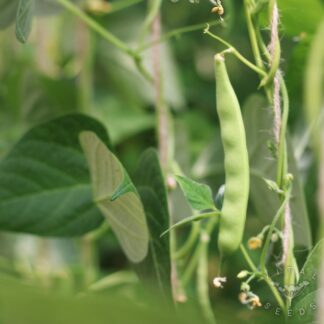 Pea Bean Climbing French Beans