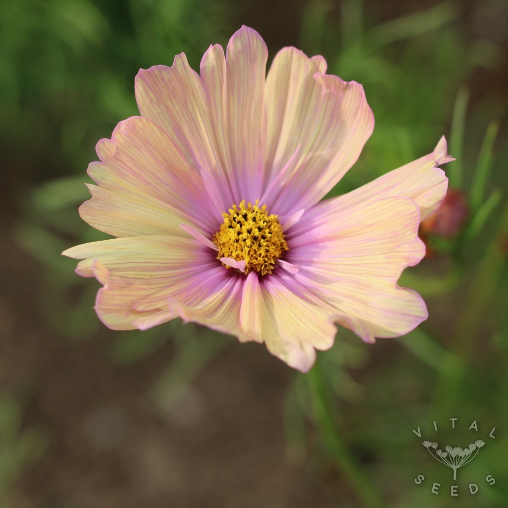 Apricotta Cosmos