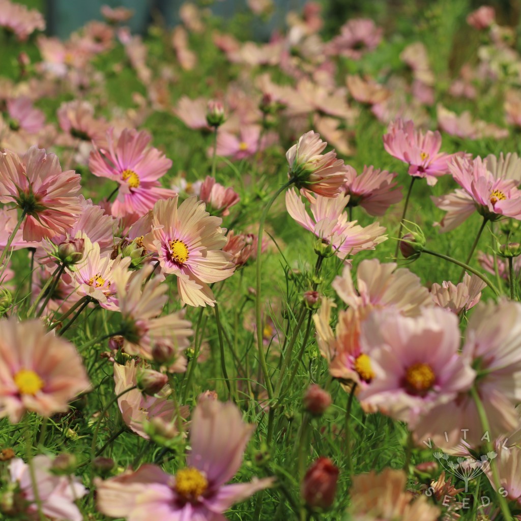 Apricotta Cosmos