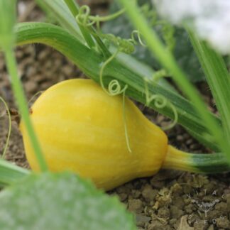 Lemon Summer Squash