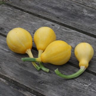 Lemon Summer Squash