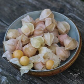 Cossack Pineapple Ground Cherry