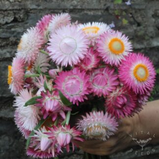 Silvery Rose Helichrysum