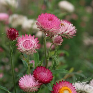 Silvery Rose Helichrysum