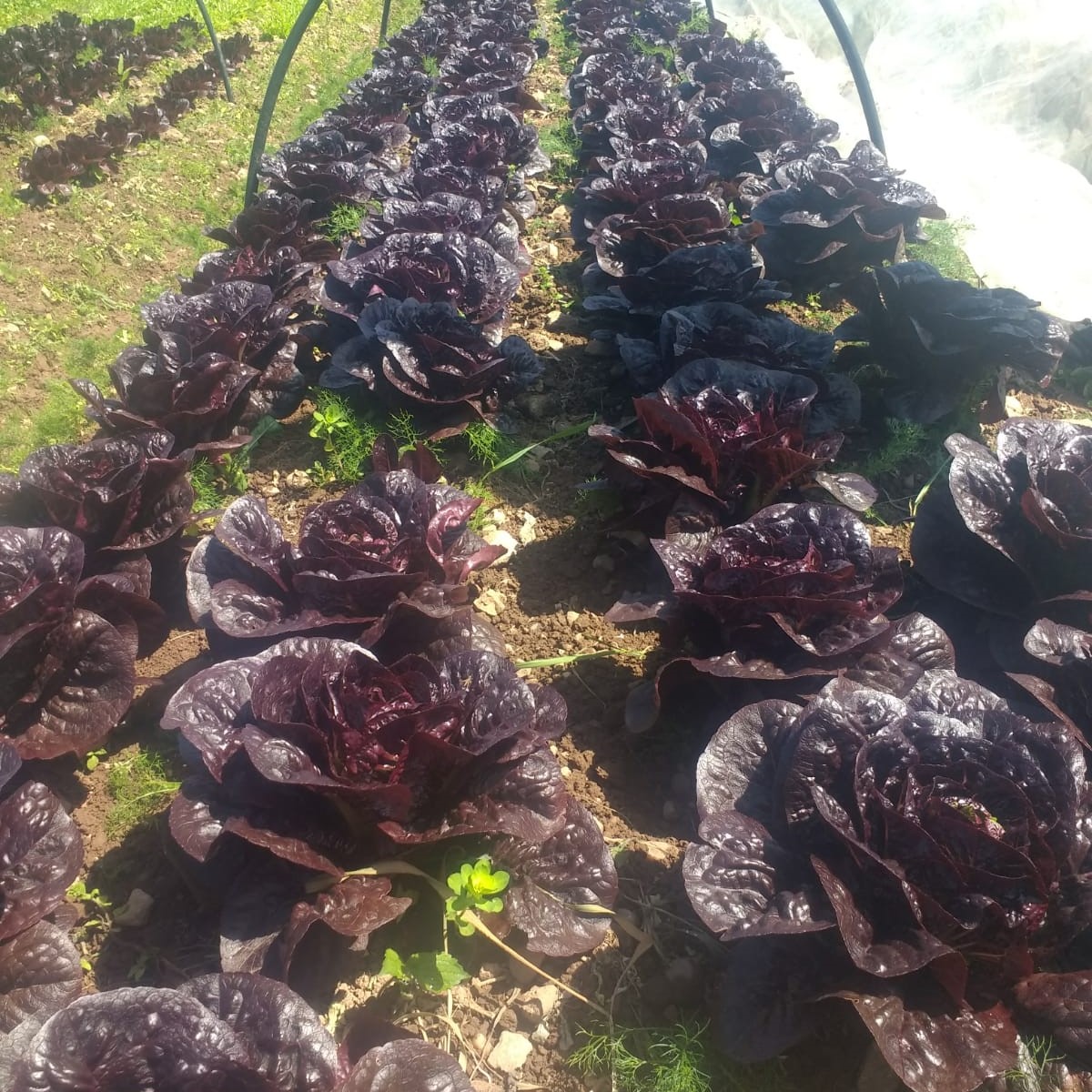 Moonred Lettuce
