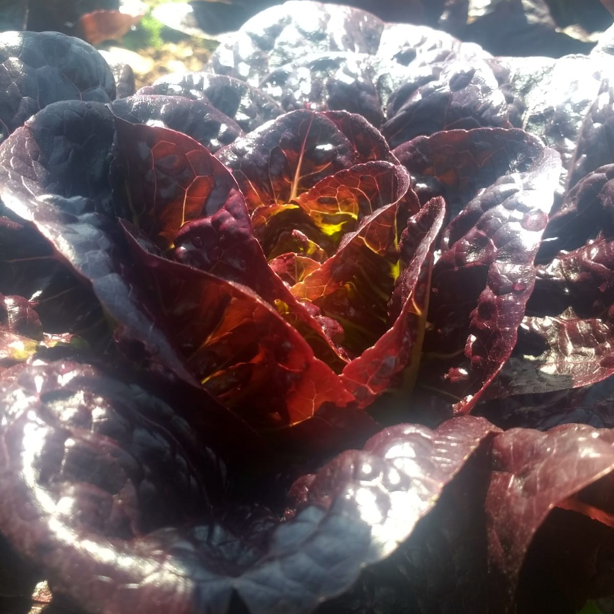 Moonred Lettuce