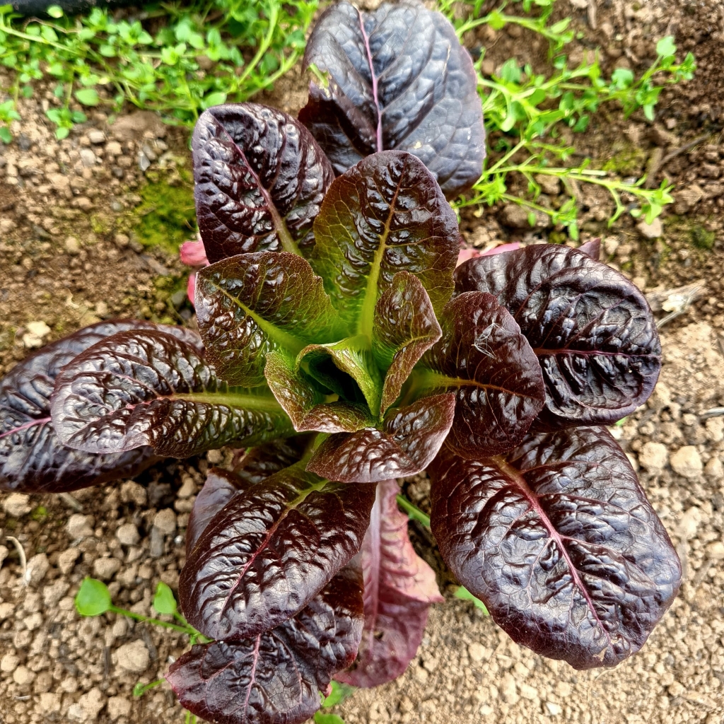 Moonred lettuce