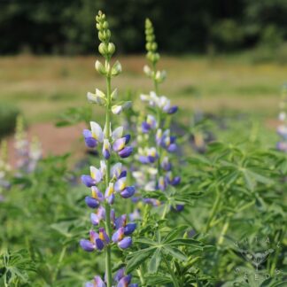 Lupin Seeds