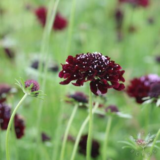 Scabiosa Seeds