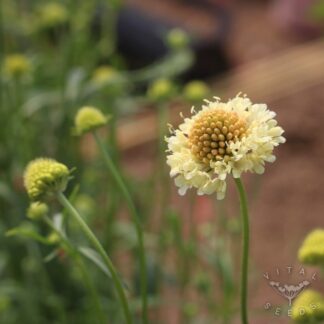 Fata Morgana Scabiosa