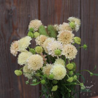 Fata Morgana Scabiosa