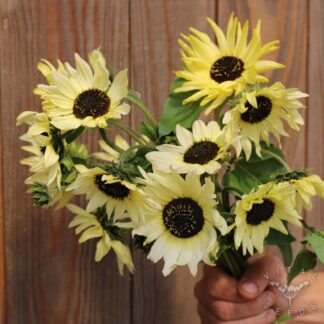 Vanilla Ice Sunflower