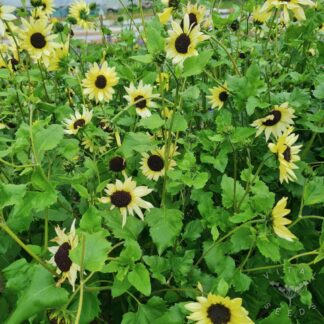 Vanilla Ice Sunflower