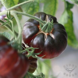 Sunfired Flare Tomato