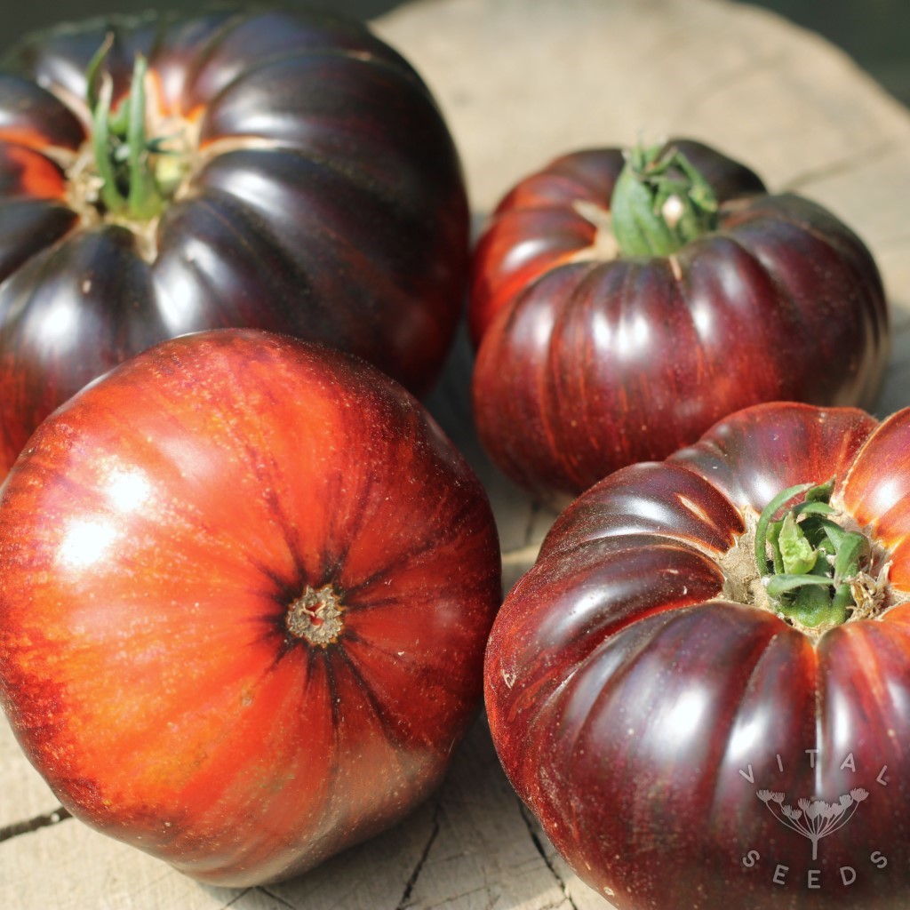 Sunfired Flare Tomato