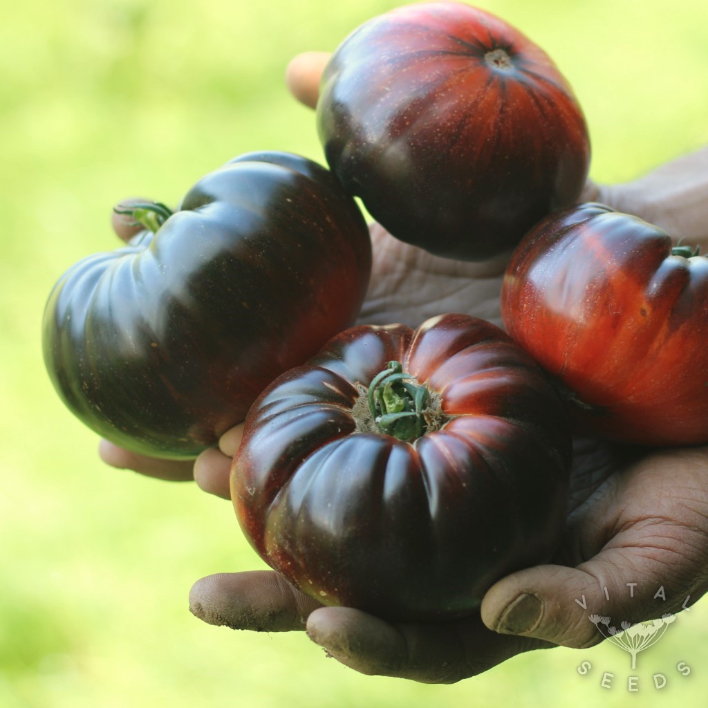Sunfired Flare Tomato