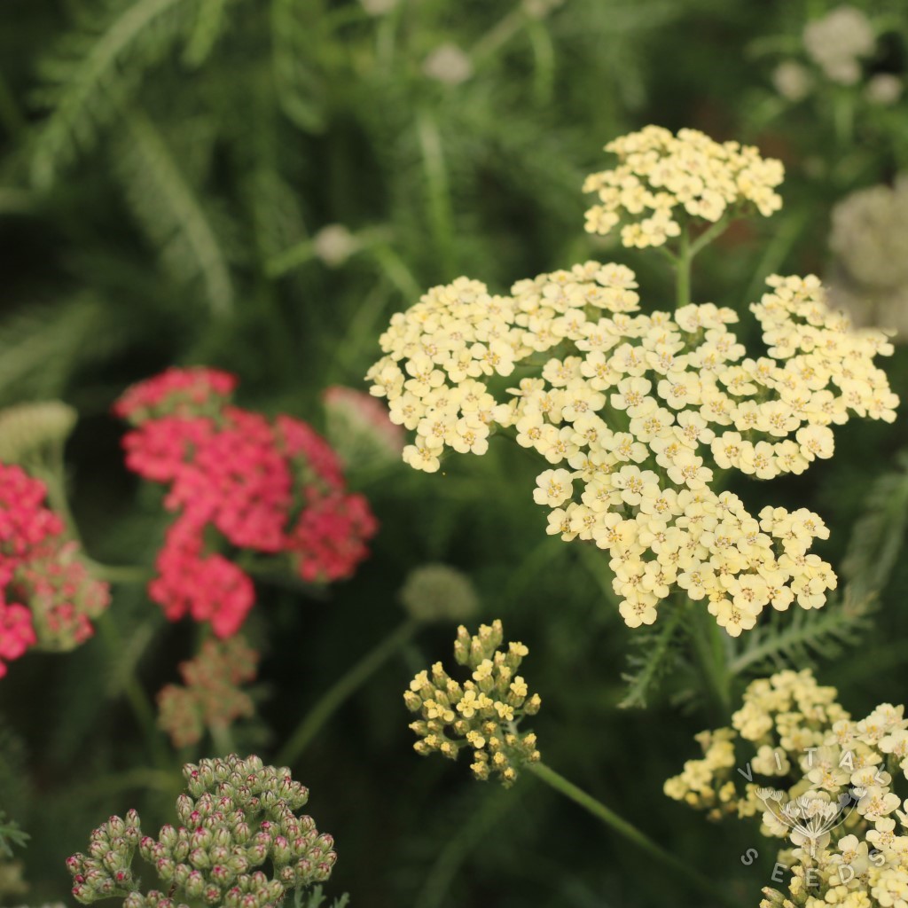 Summer Berries Yarrow