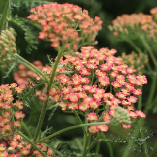 Yarrow Seeds