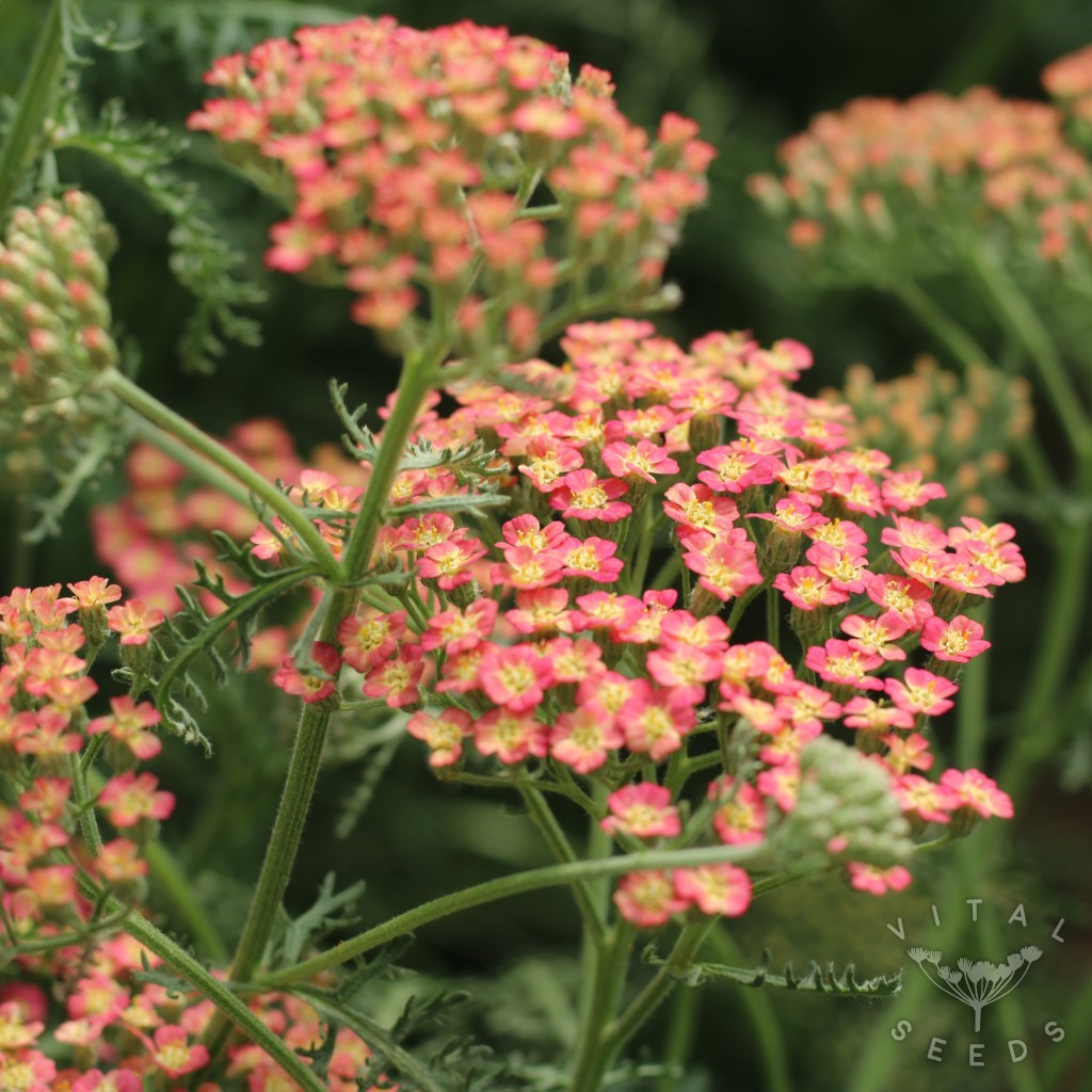 Summer Berries Yarrow