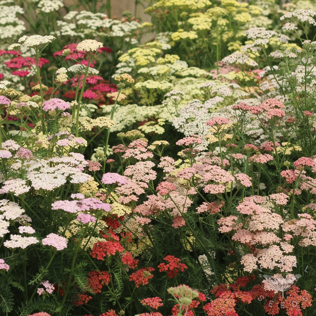 Summer Berries Yarrow