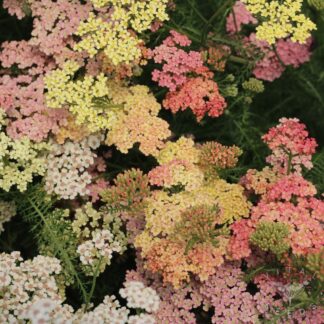 Summer Berries Yarrow