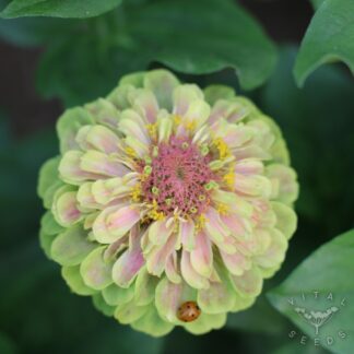 Queen Blush Lime Zinnia