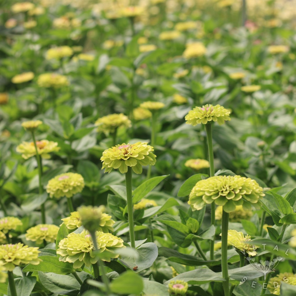 Queen Blush Lime Zinnia