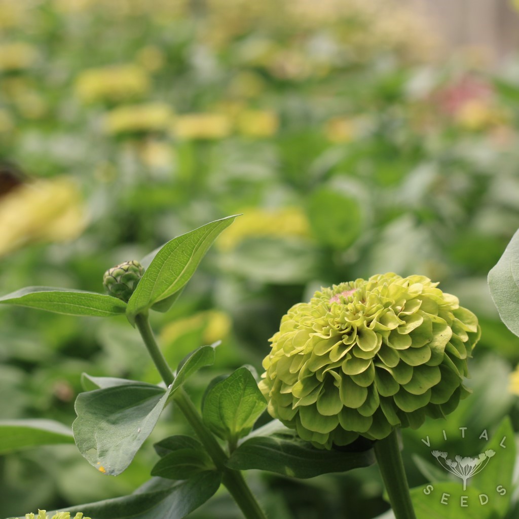 Queen Blush Lime Zinnia