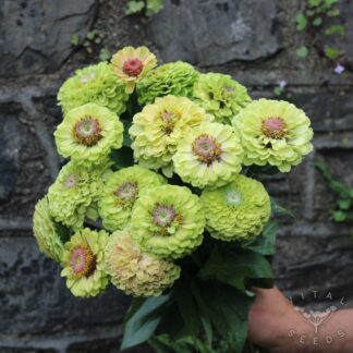 Queen Blush Lime Zinnia