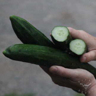 Shintokiwa Cucumber