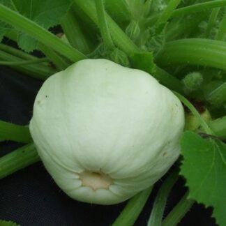 Custard White Patty Pan