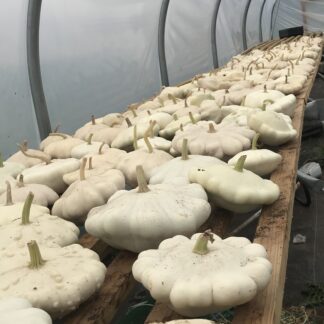 Custard White Patty Pan