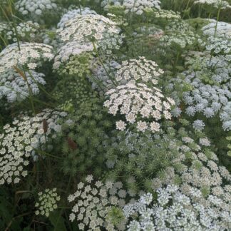 Ammi majus/ Bishop's Flower (Organic)