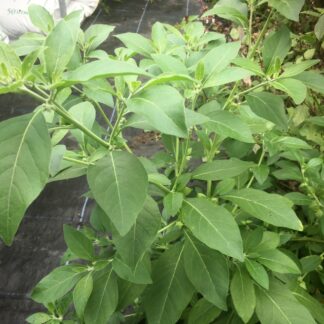 Ashwagandha (Organic)