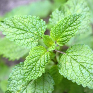 Lemon Balm Seeds