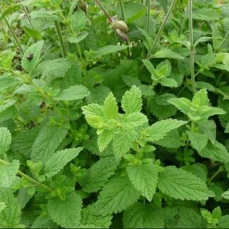 Lemon Balm (Organic)