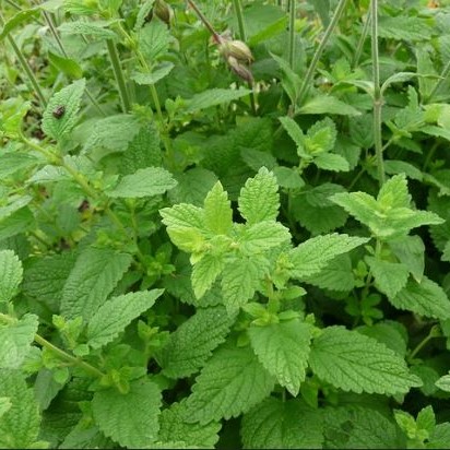 Lemon Balm (Organic) - Image 2