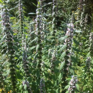 Motherwort (Organic)