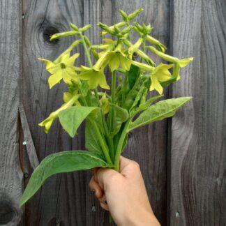 Nicotiana - Lime Green (Organic)