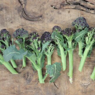 Purple Sprouting Broccoli - Rudolph (Organic)