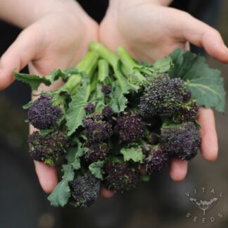 Purple Sprouting Broccoli - Rudolph (Organic)
