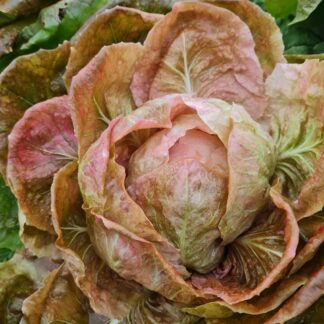 Chicory - Radicchio Rosa 'Jolanda' (Organic)